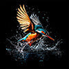 Eisvogel