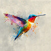 Kolibri