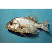 Fischgemälde