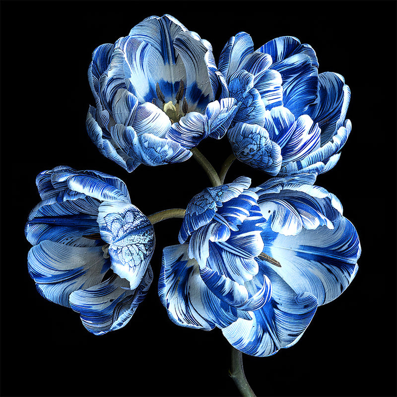 Die Delfter blaue Tulpen