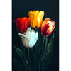 Holländische Tulpen