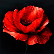 Klatschmohn Art