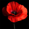 Klatschmohn Art II