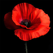 Klatschmohn Art II