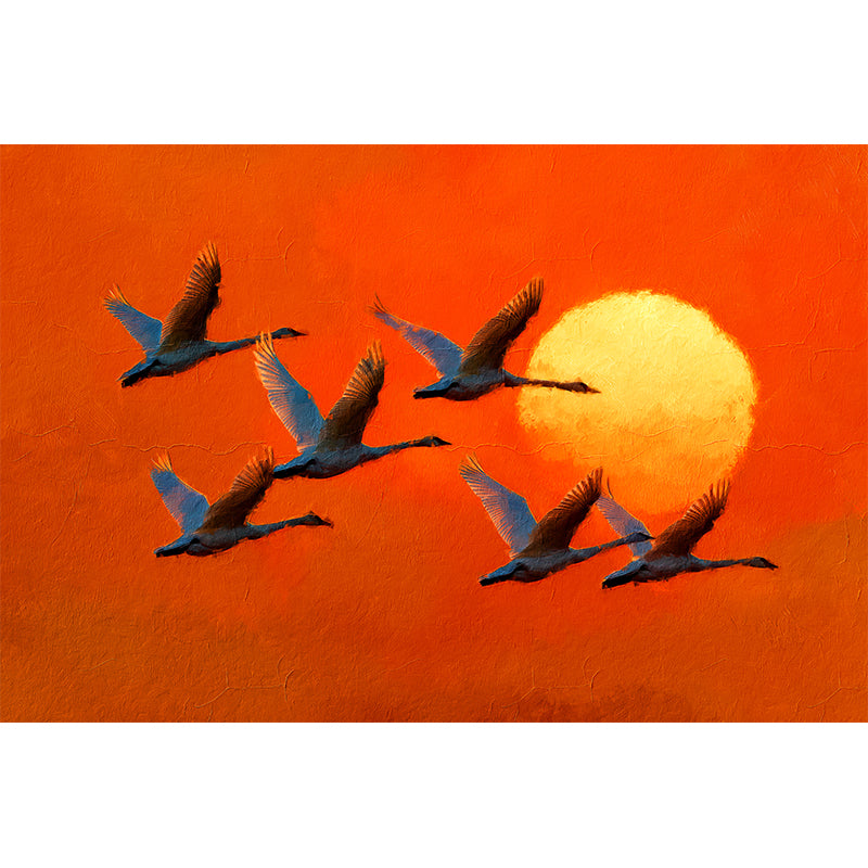 5479 group_of_swans_flying copy.jpg