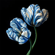 Delfter blaue Tulpen