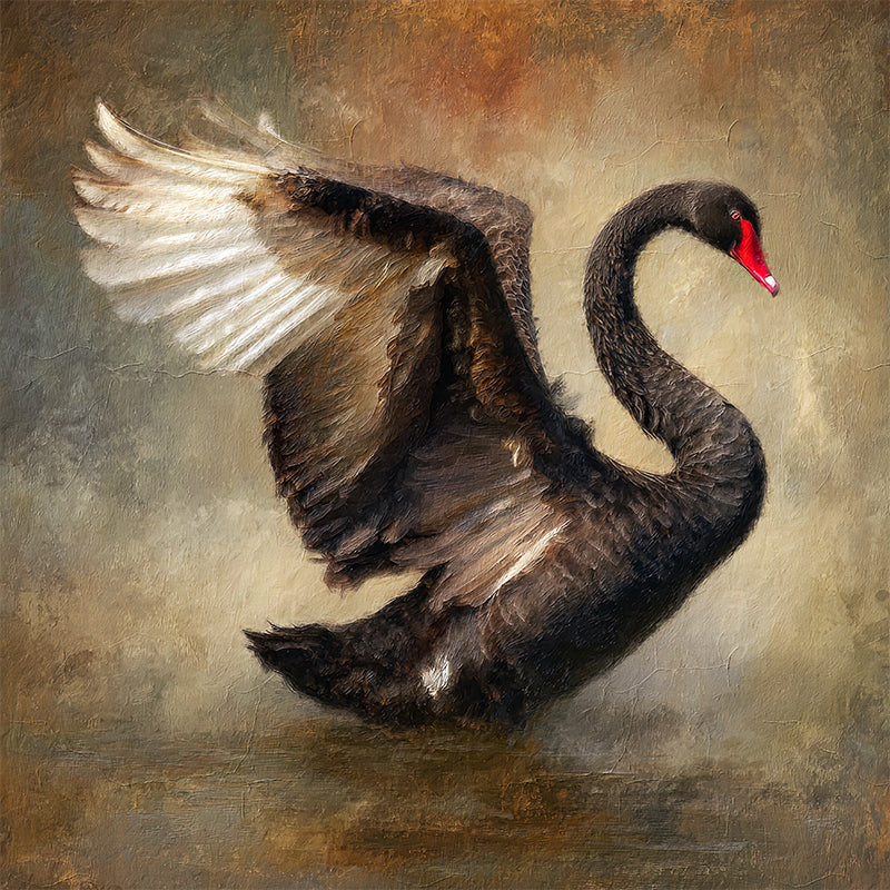 5725_A_black_swan copy.jpg