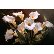 Calla-Lilien