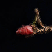 Magnolie in Vase II