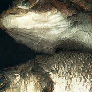 Surreales Porträt Frau Fisch