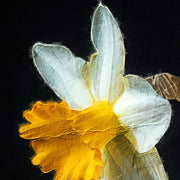 Narzissen-Vase
