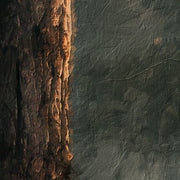 Hochlandrind Gemälde Natur