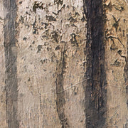 Der Wald