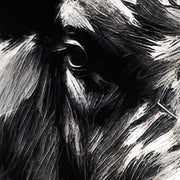 Stier in Schwarz-Weiß