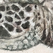 Schildkröte