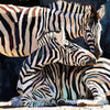 Zebra-Familie